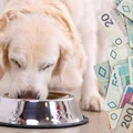 Rekordowe 9,6 miliarda zł na zwierzęta domowe w 2025 r. Polacy nie oszczędzają na pupilach!