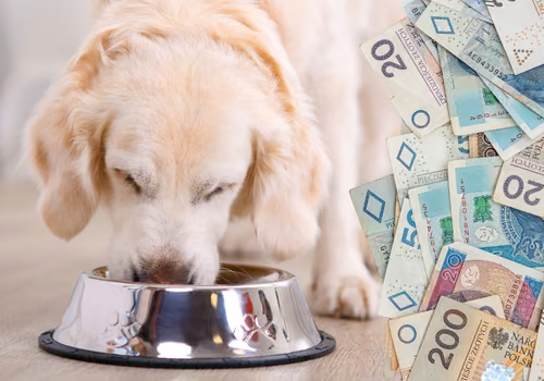 Rekordowe 9,6 miliarda zł na zwierzęta domowe w 2025 r. Polacy nie oszczędzają na pupilach!
