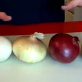 Cebula cebuli nierówna! Zobacz czym się różnią. Rodzaje cebuli i ich zastosowanie.