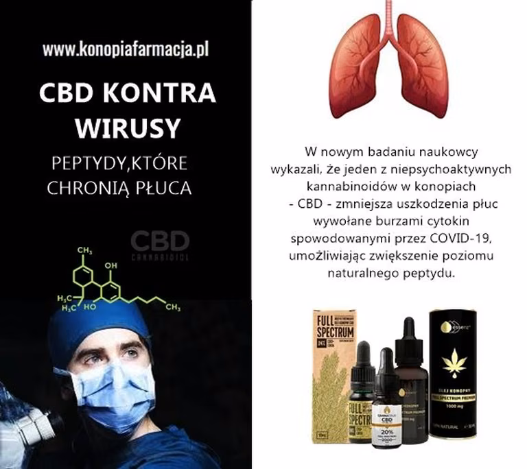 CBD kontra koronawirusy !