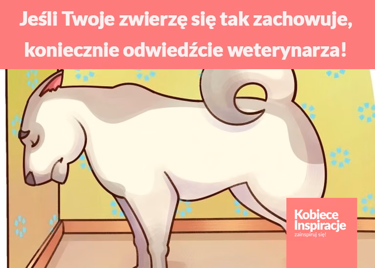 Jeśli Twoje zwierzę się tak zachowuje, koniecznie odwiedźcie weterynarza!
