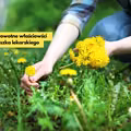 Poznaj niesamowite właściwości mniszka lekarskiego!