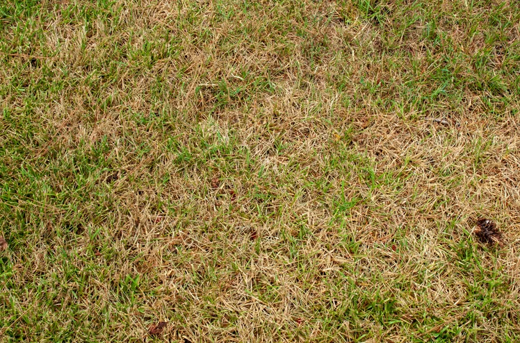 Zdjęcie Spraw, aby Twoja trawa była znów zielona: Super trik na łyse i żółte placki! #1