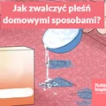 Jak skutecznie zwalczyć pleśń domowymi sposobami?