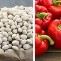 Dlaczego połączenie FASOLI z CZERWONĄ PAPRYKĄ jest odpowiednie?