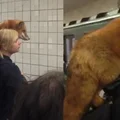 Do metra weszła ze swoim nietypowym przyjacielem – ludzie nie mogli oderwać wzroku!