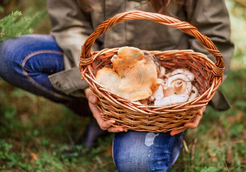 Zbieranie i sprzedaż grzybów a podatek! Uwaga na kary - Fiskus może naliczyć 75%