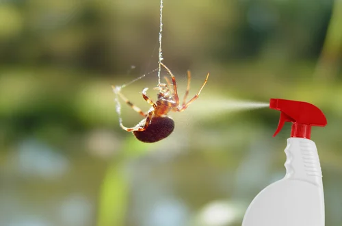 Pozbądź się pająków raz na zawsze! Sprawdź przepis na domowy spray!