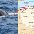 Coś niespotykanego! Delfin spotkany w Bałtyku!