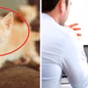 Myślisz o adopcji kota? Ta firma wprowadziła urlop „kocierzyński”!