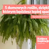 5 domowych roślin, dzięki którym będziesz lepiej spać.