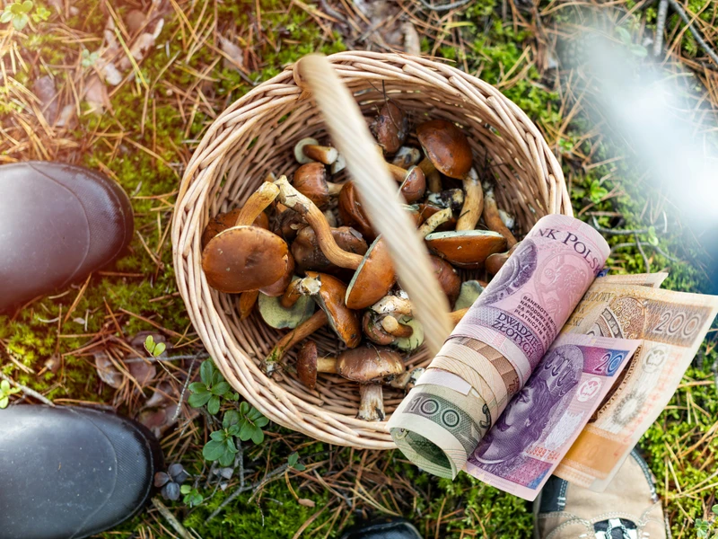 Ile  potrafi zarobić grzybiarz w sezonie? Kwota robi wrażenie.