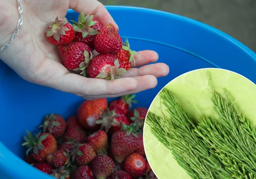 Ten chwast to naturalny eliksir dla truskawek! Zrób z niego nawóz, a zbiorów będzie co niemiara