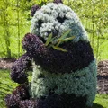 Ogrodowa panda