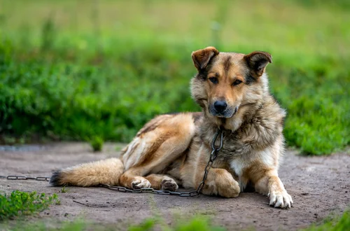 Koniec z psami na łańcuchach? Sejm szykuje rewolucję w prawach zwierząt!