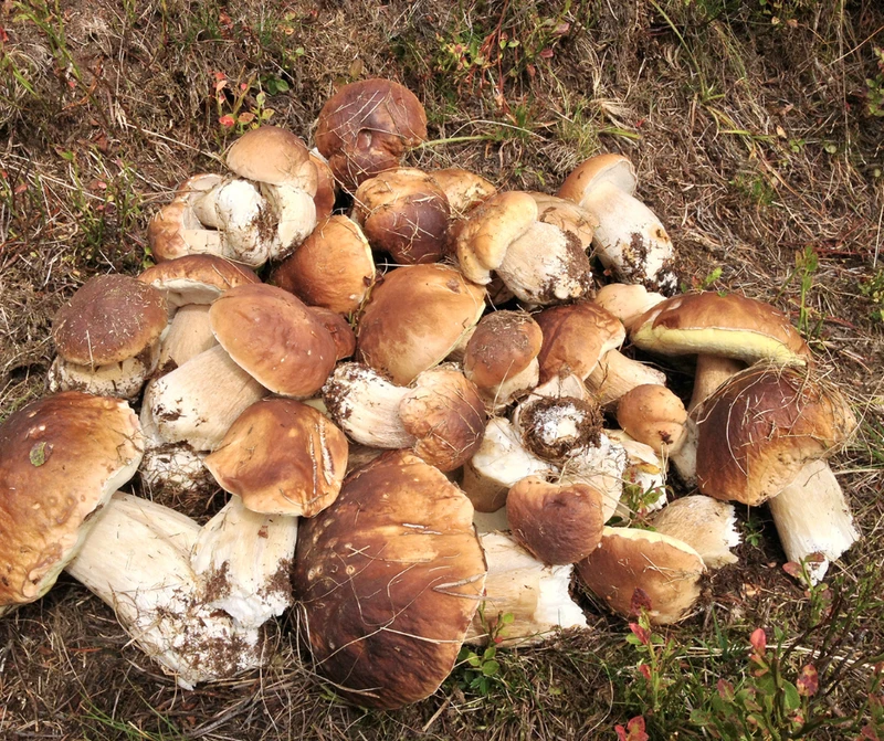 Ile zapłacimy za 1 kg prawdziwków w 2022?