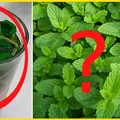 Ten napój sprawi, że twoja wątroba się oczyści i zacznie szybciej metabolizować tłuszcz