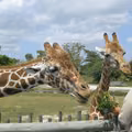Dzień Miłośników Zoo: Święto Miłośników Zwierząt i Edukacji Ekologicznej