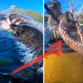 Tego jeszcze nie było! Foka uderzyła kajakarza w twarz... ośmiornicą! (VIDEO)