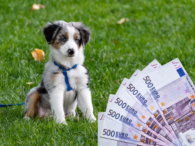 Alimenty na psa?! Przełomowa decyzja sądu w sprawie rozwodowej!