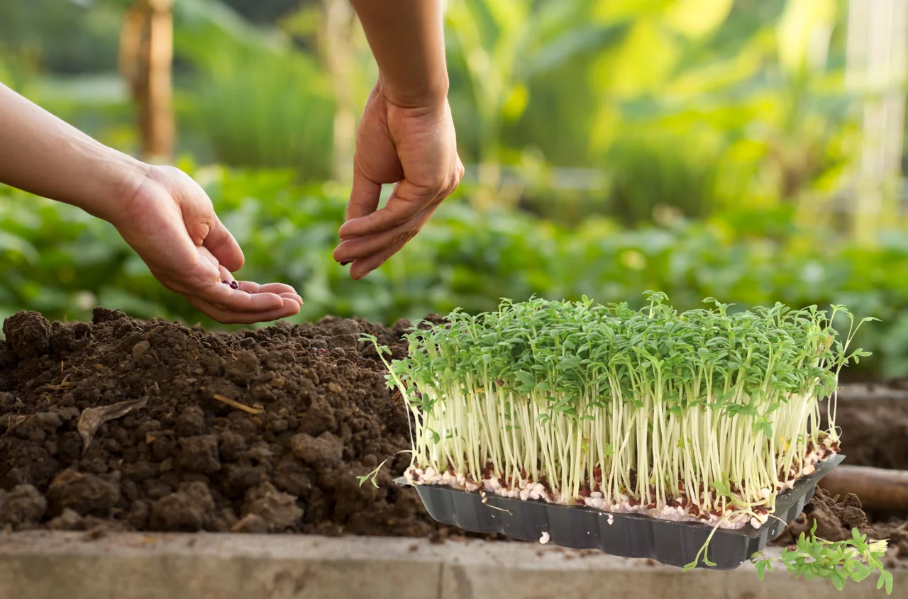 Nie tylko na parapecie! Jak uprawiać rzeżuchę w ogródku i korzystać z niej przez cały sezon!?