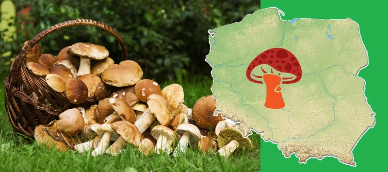 GRZYBOWA MAPA - gdzie zbierzesz najwięcej?