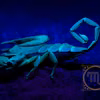 Dlaczego skorpion jest uznawany za najgorszy znak zodiaku?