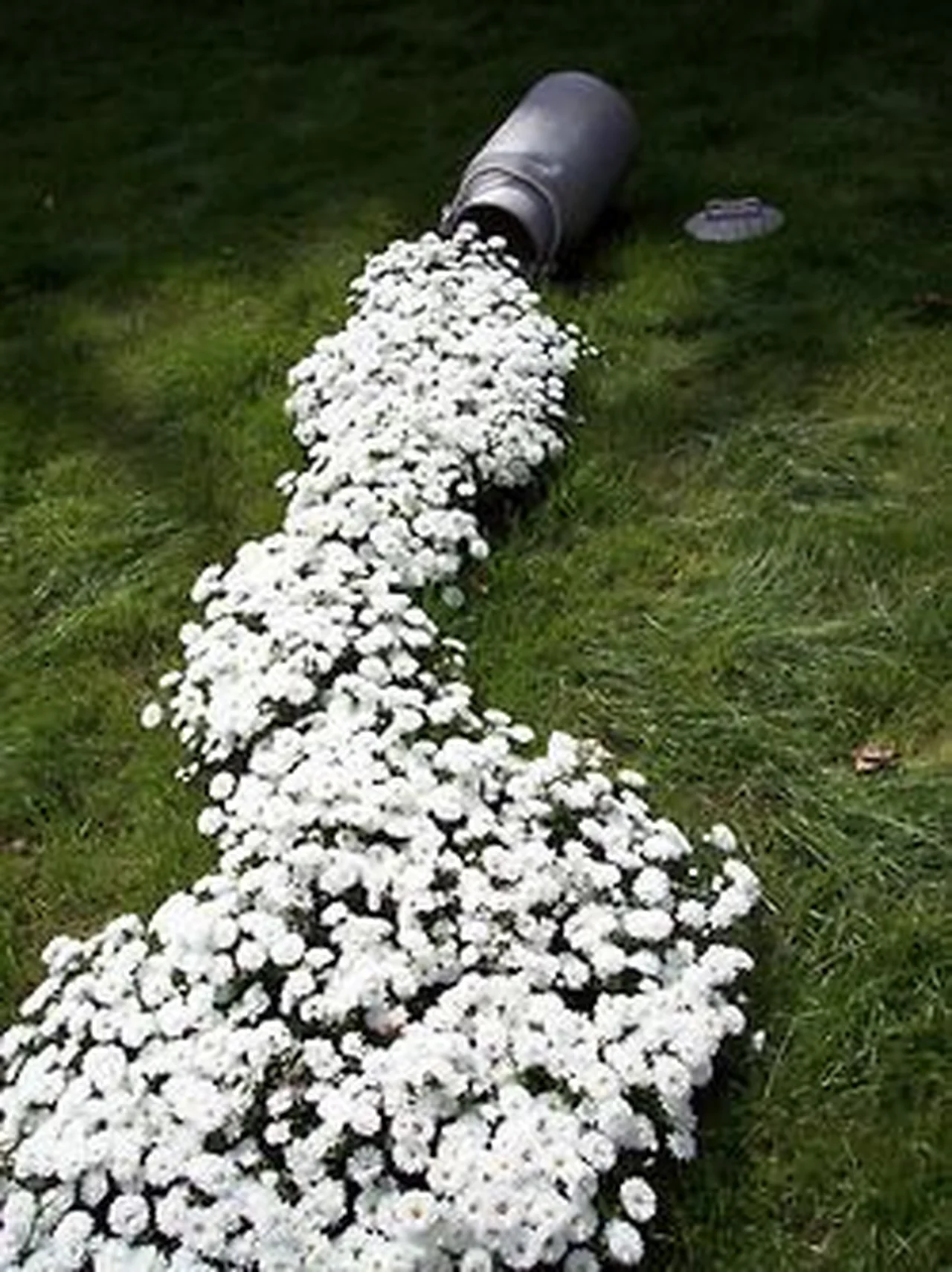 Pomysł na kwiaty w ogrodzie
