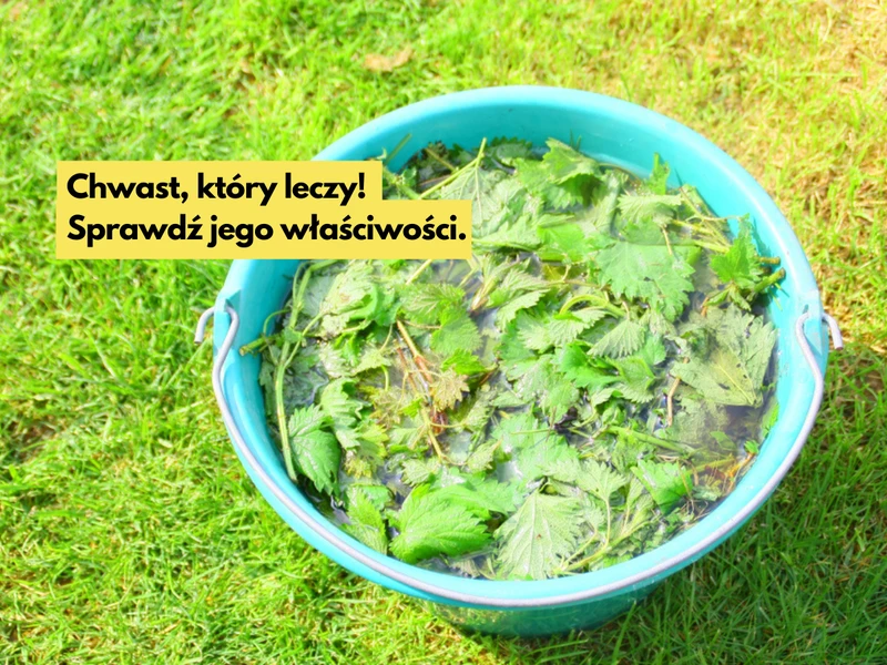 Ten powszechny chwast ma super moc! Od leczenia anemii po wspomaganie wzrostu włosów