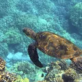 Światowy Dzień Morza: Ochrona Naszych Oceanów