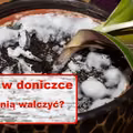 BIAŁA PLEŚŃ w doniczce – sprawdź co należy zrobić