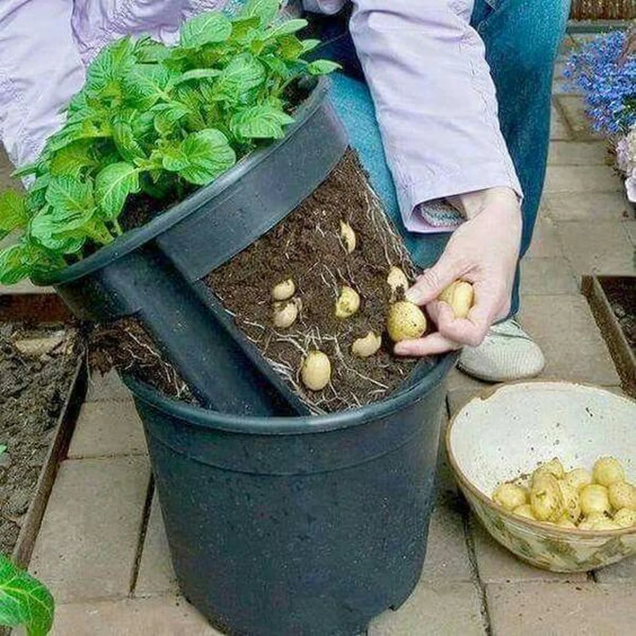 Własna uprawa ziemniaków? czemu nie!