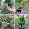 Piękne bonsai