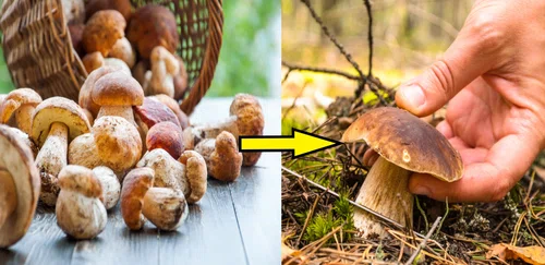 Dlaczego Polacy kochają zbierać grzyby? Odpowiedź jest inna, niż myślicie!