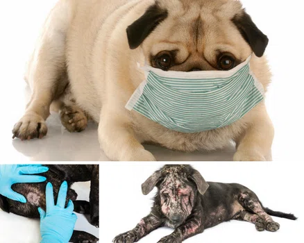 Alergia i atopowe zapalenie skóry u psa. Sprawdź, czy twój pupil też to ma!
