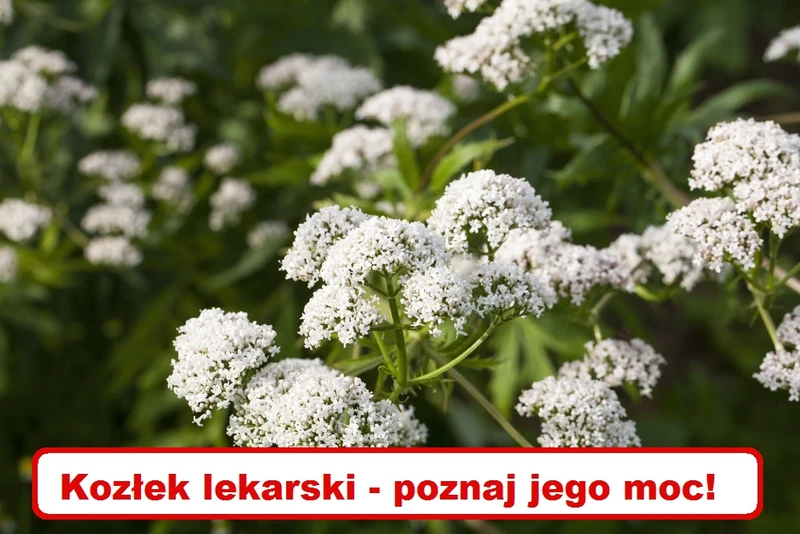 Jakie właściwości ma KOZŁEK LEKARSKI?