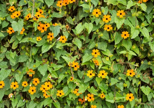 Ta roślina to świetna alternatywa dla tui! Wścibski sąsiad już nie zajrzy do Twojego ogrodu