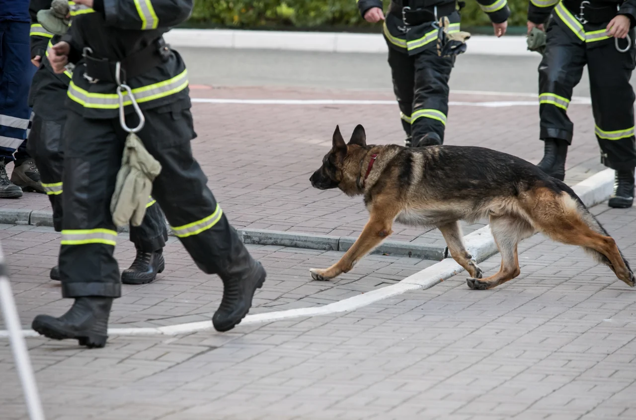 Międzynarodowy Dzień Psa Ratowniczego: Bohaterowie na Czterech Łapach