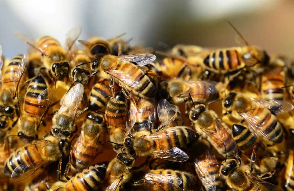 Światowy Dzień Pszczół: Dlaczego jest tak ważny i jak możemy pomóc?