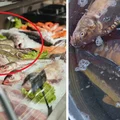 Gdzie i za ile można już kupić żywego karpia? Porównujemy ceny w różnych marketach!