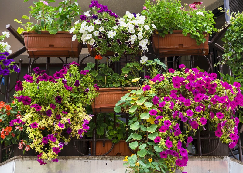 Jakie kwiaty na BALKON we WRZEŚNIU?