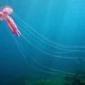 Spotkanie z meduzą "oko w oko"