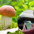 Google Maps pomoże Ci w szukaniu grzybów! Zastosuj się do tych instrukcji a wrócisz z lasu z pełnymi koszami grzybów
