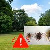 Gigantyczny kleszcz zadomowi się w Polsce!? Eksperci ostrzegają: To tylko kwestia czasu!