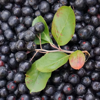 KUCHENNA APTEKA #39 - ARONIA