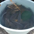 Zakaz sprzedaży żywych karpi!? Nadchodzi zaostrzenie przepisów!