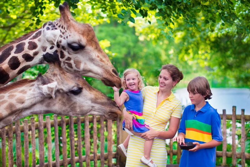 JAK ZROBIĆ lepsze zdjęcia w ZOO?