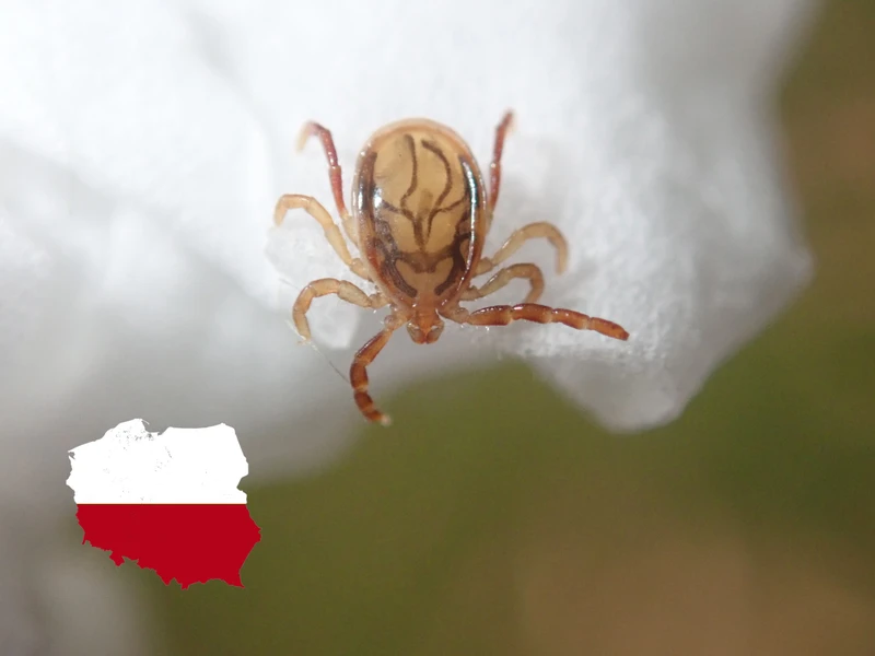 Uważaj na nowe gatunki kleszczy w Polsce!