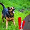 Policja ostrzega przed groźnymi psami! Takich przypadków jest coraz więcej