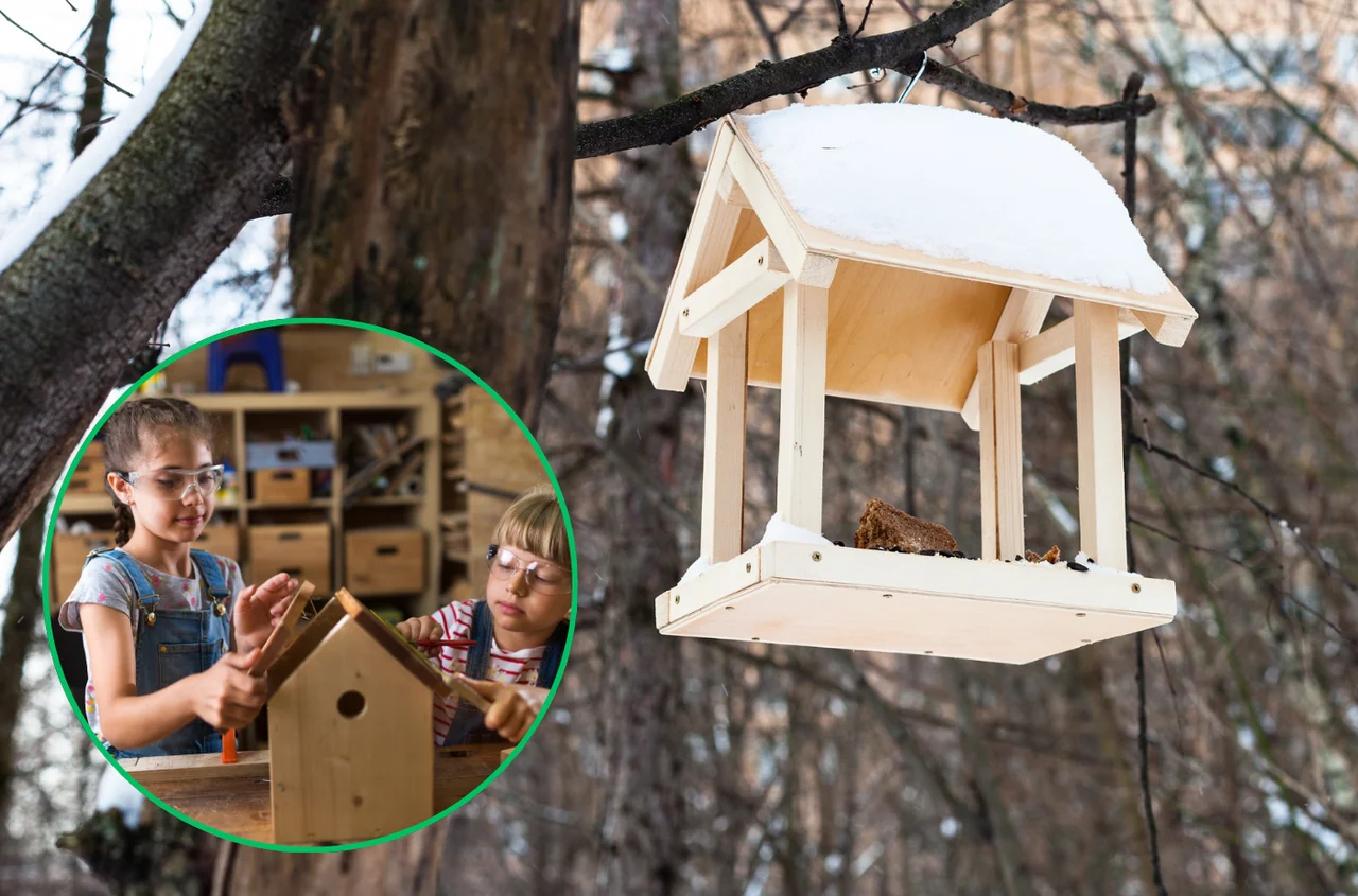 Karmnik jak pułapka – 7 błędów, które mogą zaszkodzić ptakom